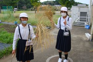 5年稲刈6