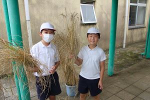 5年稲刈11