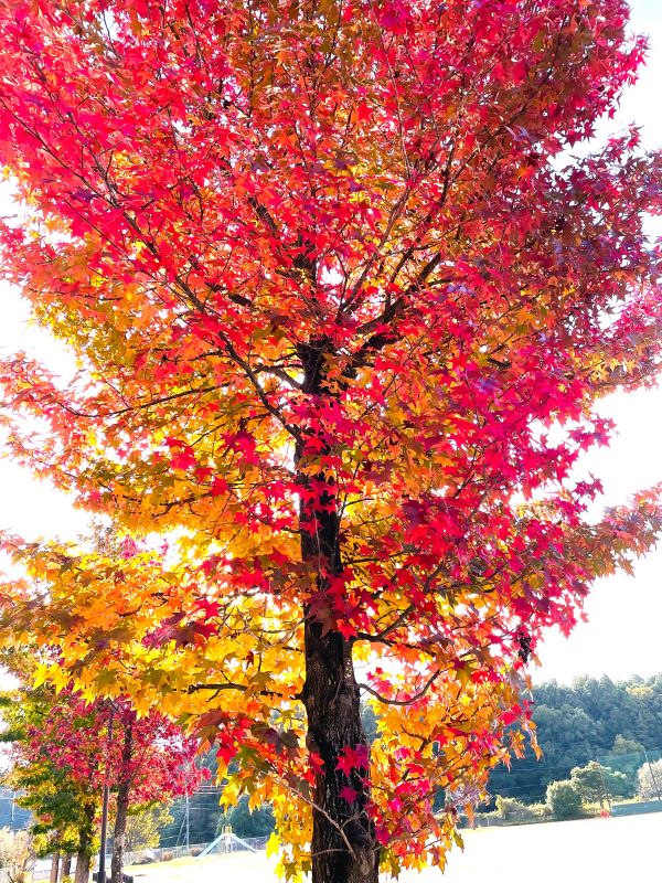 紅葉葉楓（もみじばふう）