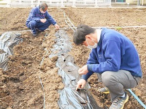 トウモロコシの種をまき2