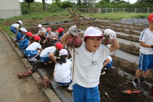 サツマイモ堀1年_4