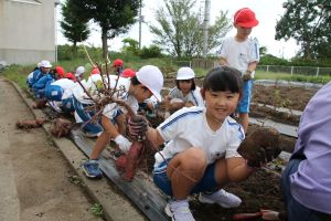 サツマイモ堀1年_5