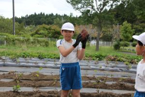 サツマイモ堀4年_10