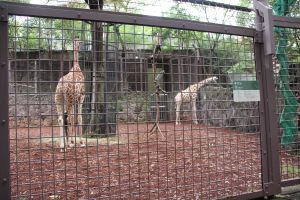 3_上野動物園_9