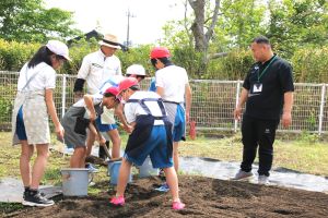 バケツ稲苗植え3