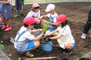 バケツ稲苗植え8