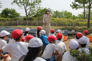 さつまいもの苗植え6年生1