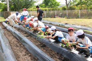 さつまいもの苗植え6年生2