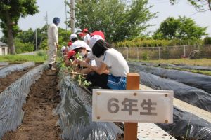 さつまいもの苗植え6年生3