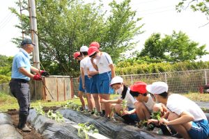 さつまいもの苗植え6年生4