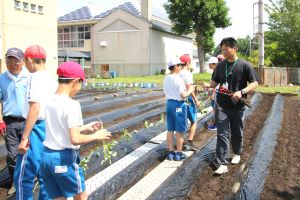 さつまいもの苗植え6年生5