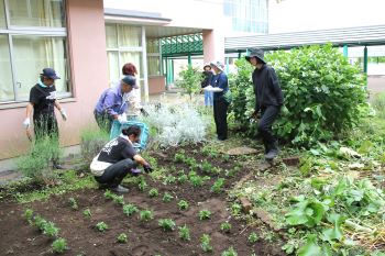 花の苗植え4