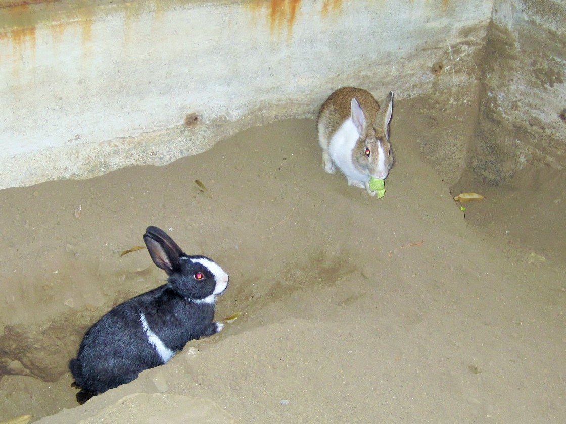 ウサギ