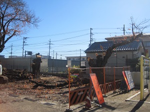 伐採中 伐採中