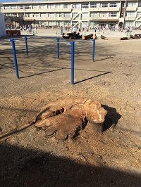 さくら