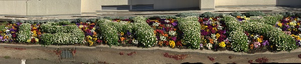 花壇1 花壇1