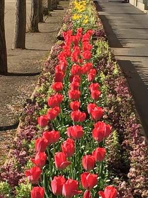 花壇2
