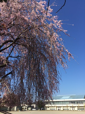 枝垂桜