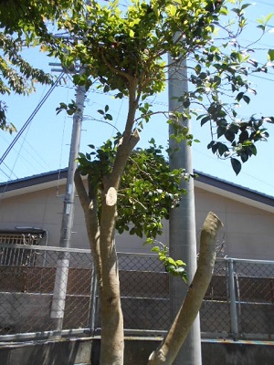 DSCN0806