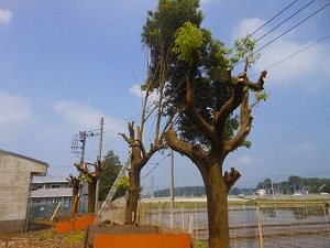 s-DSCN7182