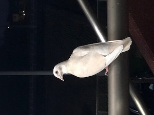 image0