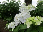 IMG_0084
