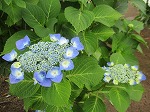 IMG_0085