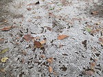 IMG_0520