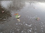 IMG_0519