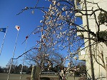 IMG_0609 IMG_0609