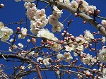 IMG_0609 IMG_0609