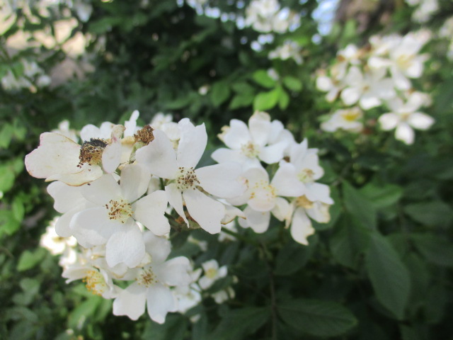 IMG_0797 IMG_0797