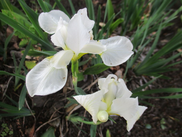 IMG_0800 IMG_0800