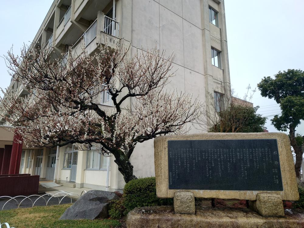 学校梅の花 学校梅の花