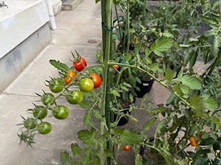 IMG_1595 IMG_1595