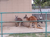カンガルー カンガルー