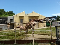 キツネザル キツネザル