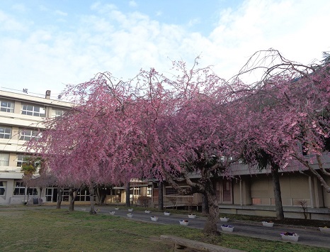 体育館前の桜