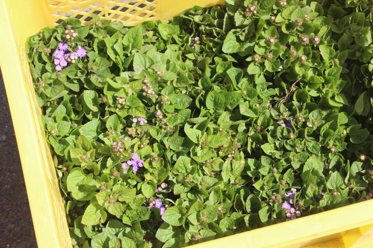 花の苗植え(6年) (2) 花の苗植え(6年) (2)