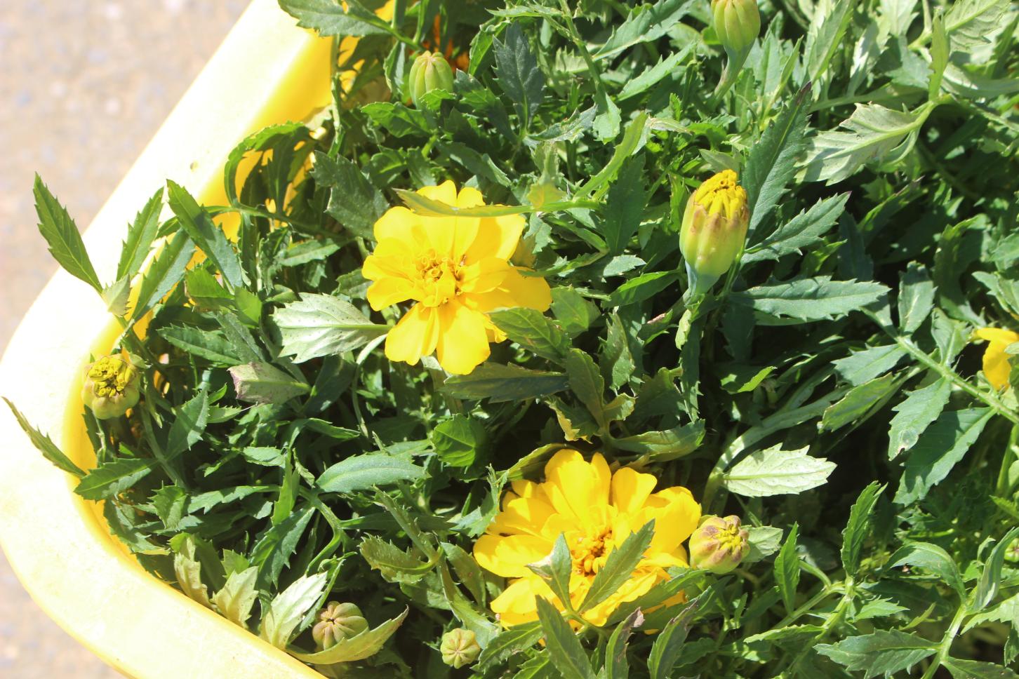 花の苗植え(6年) (3) 花の苗植え(6年) (3)