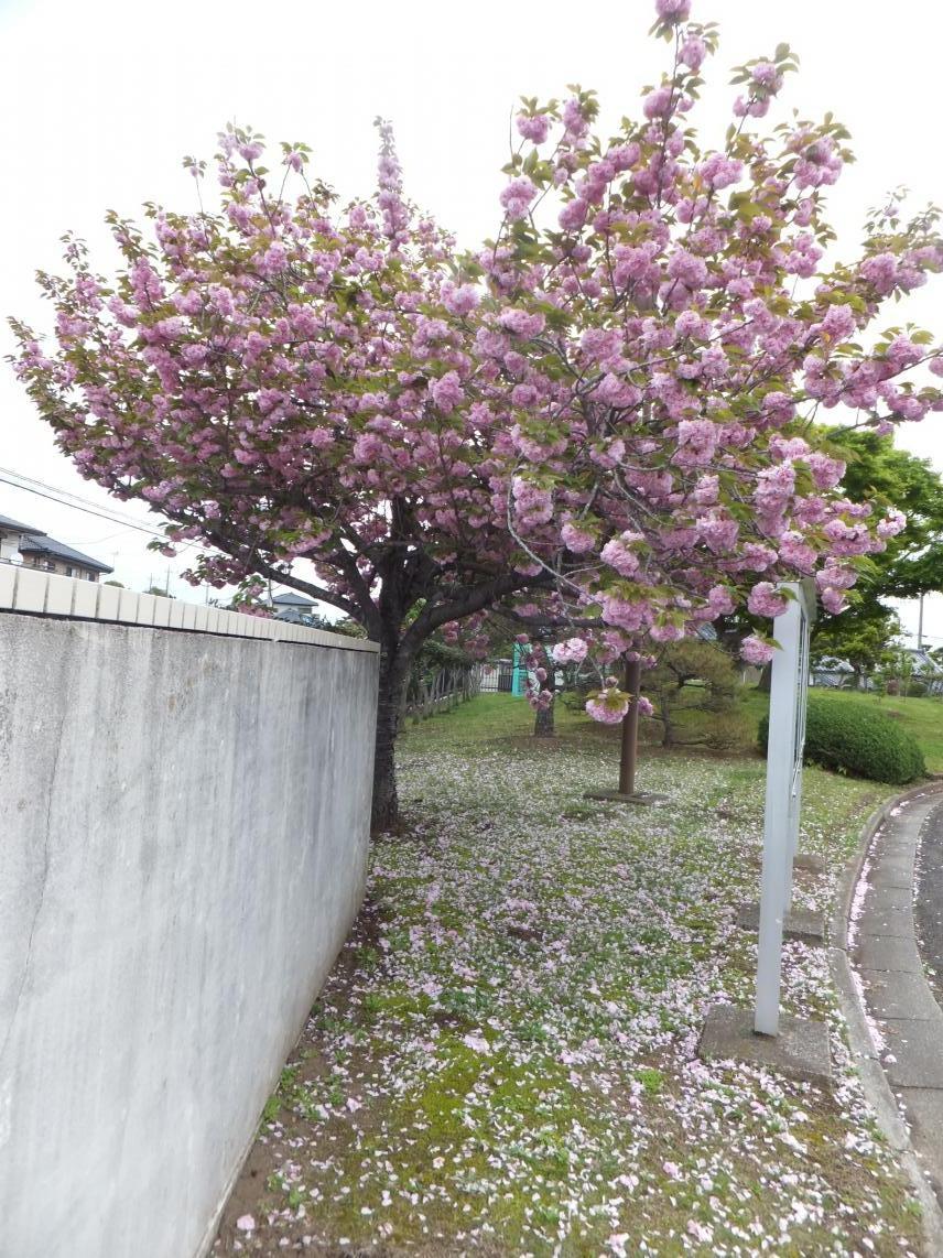 八重桜(3)