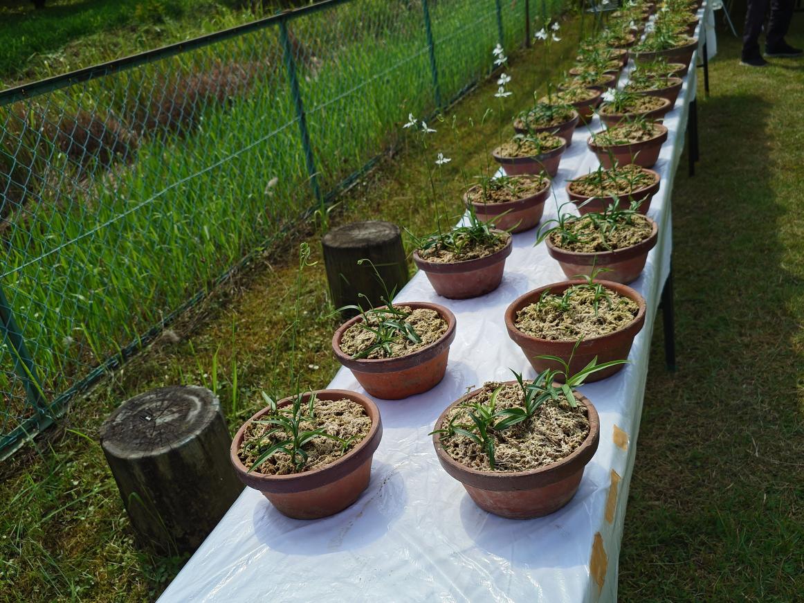サギ草11 サギ草11