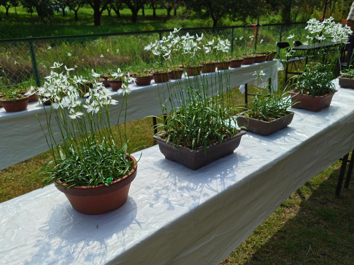 サギ草22 サギ草22