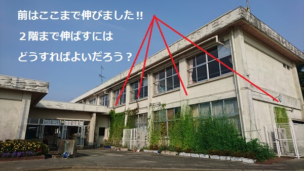 上大野小学校で育てたグリーンカーテン（旧校舎）