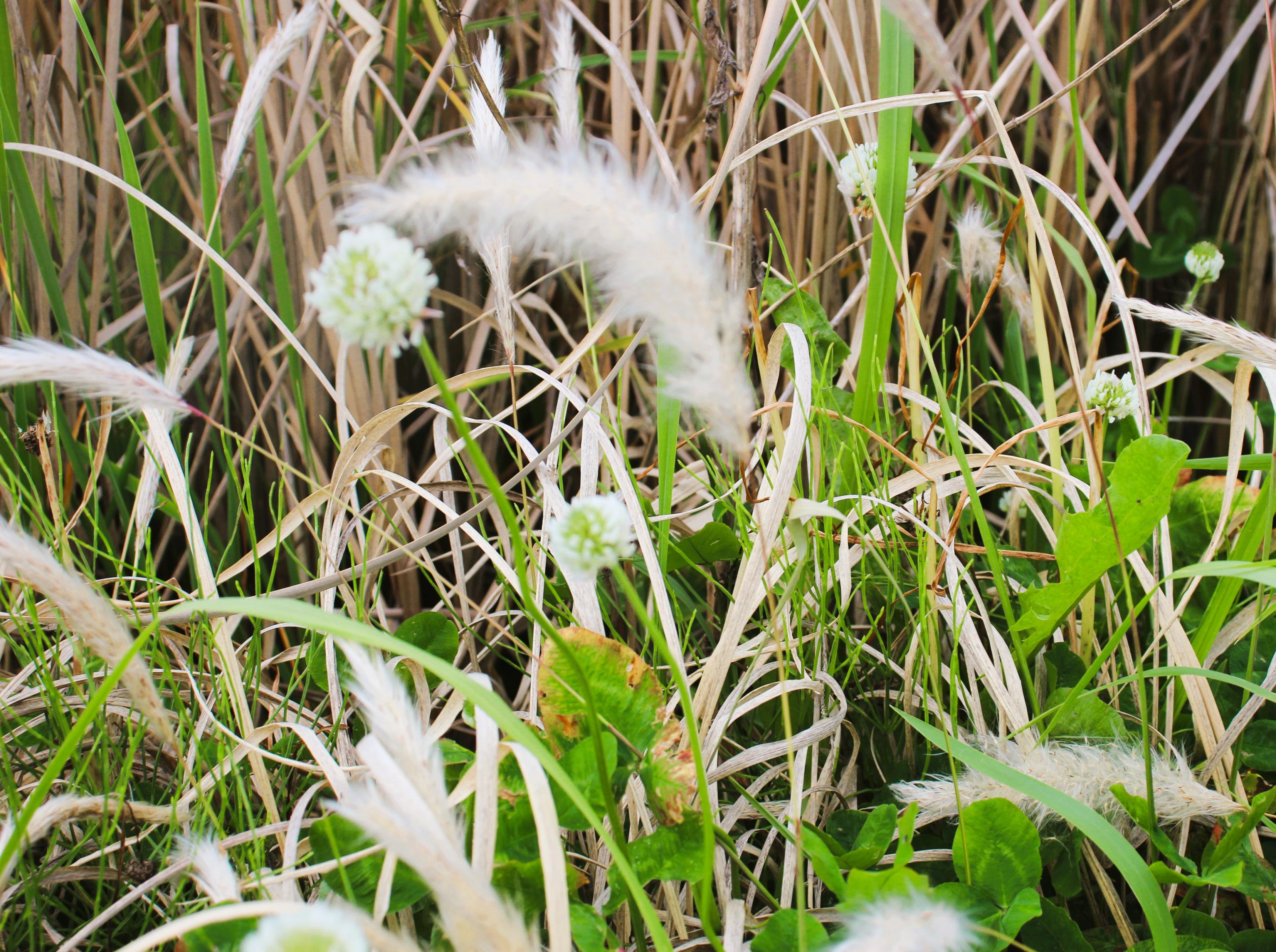 IMG_4335 IMG_4335
