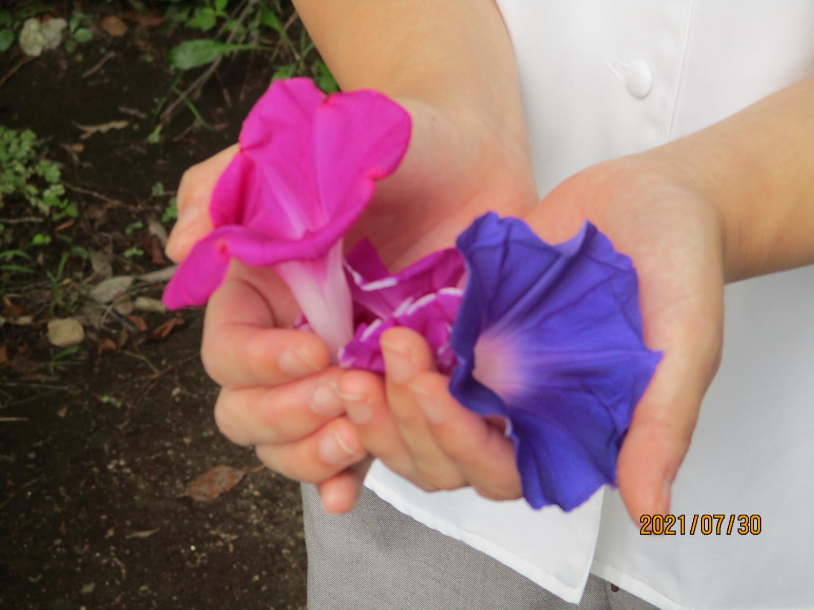 IMG_1175 IMG_1175