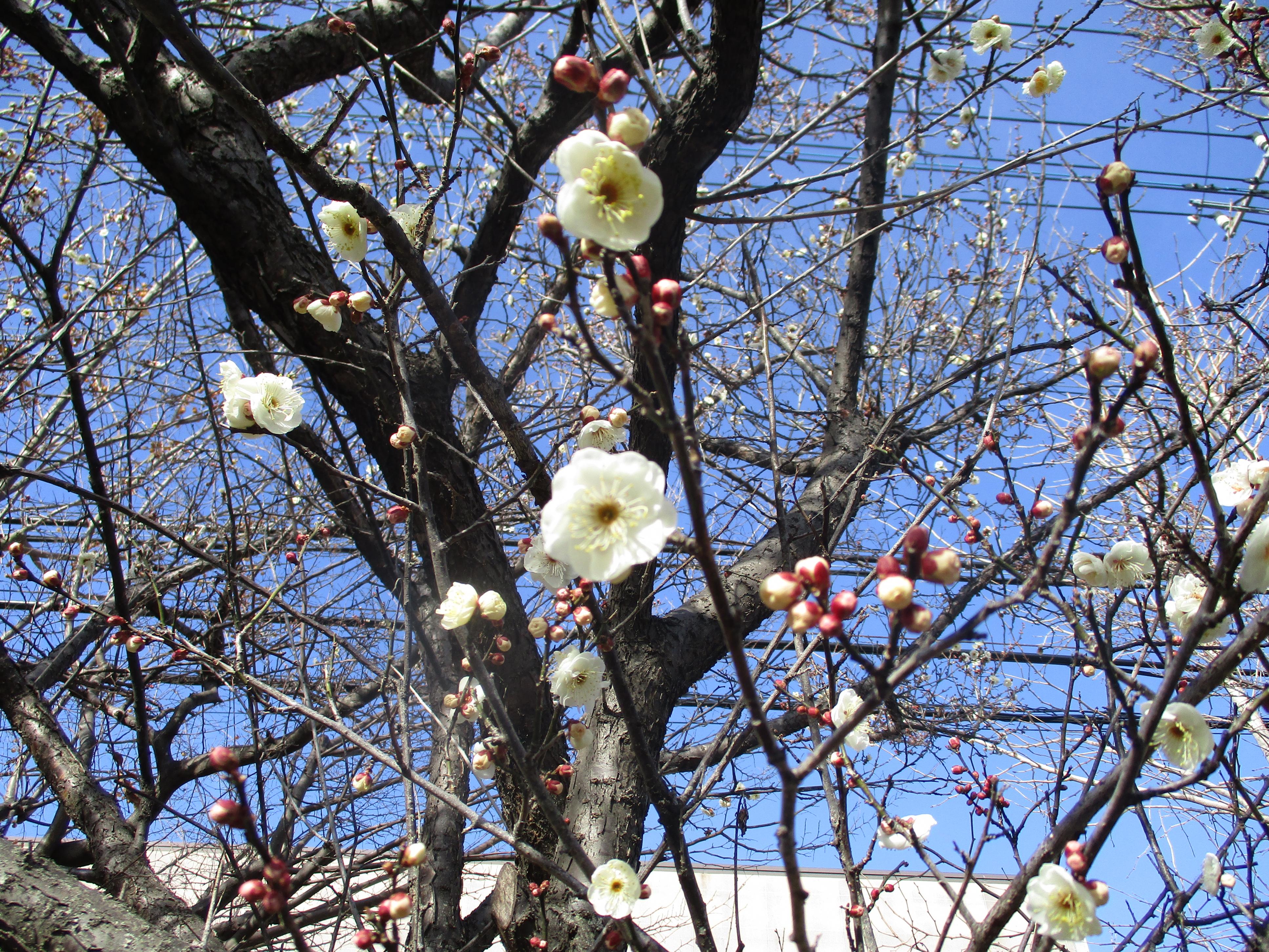 IMG_3808 IMG_3808