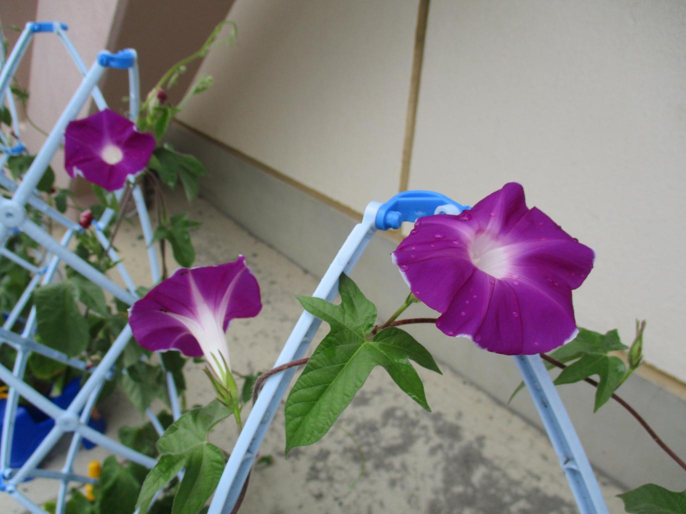 IMG_0544 IMG_0544