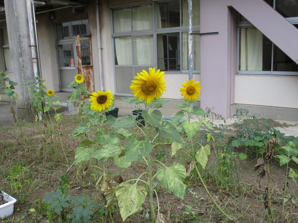 IMG_6229 IMG_6229