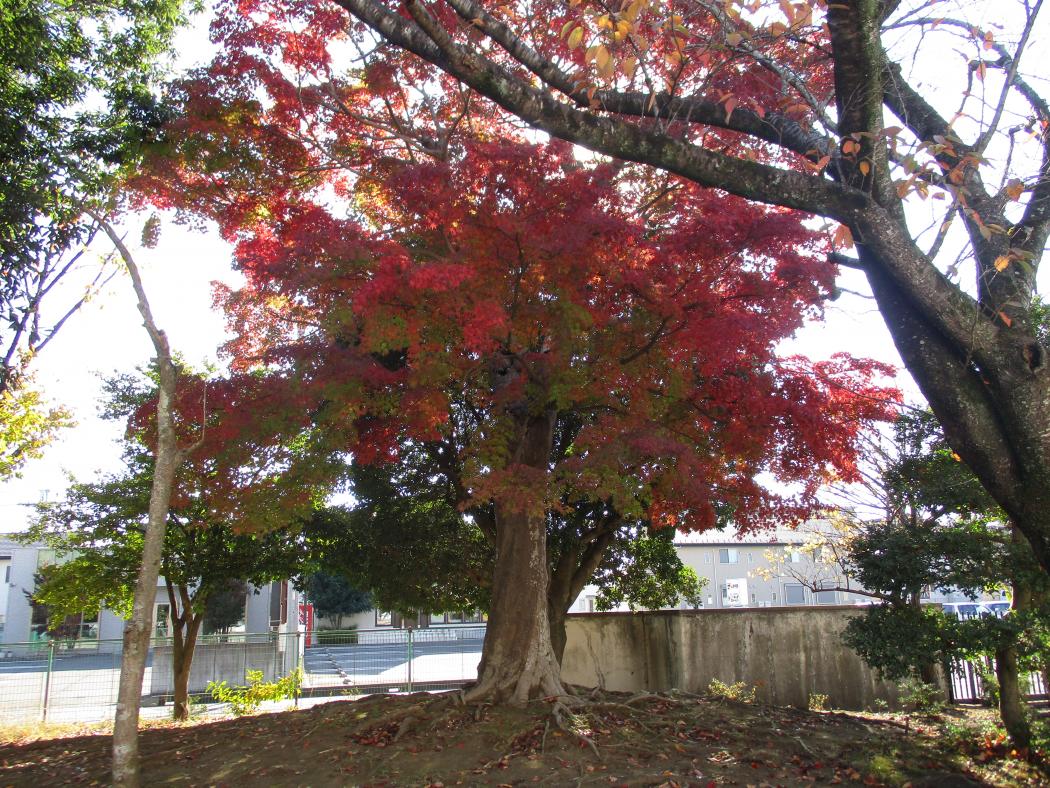 IMG_7365 IMG_7365